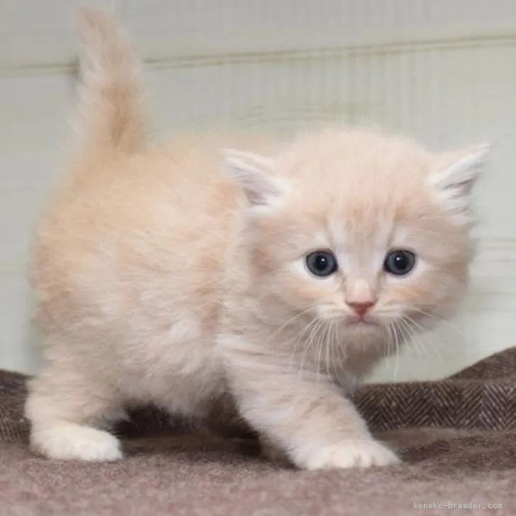 ID：2206-02537の子猫