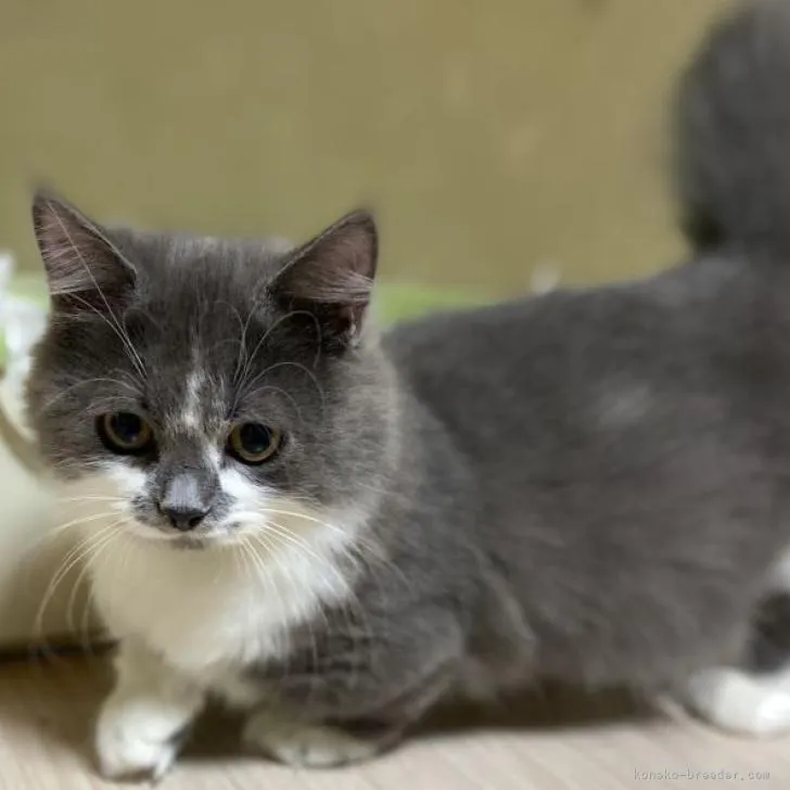 ID:2209-00695の子猫