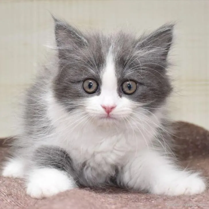 ID:2206-03367の子猫