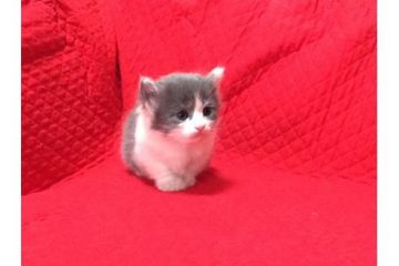 マンチカン【愛知県・男の子・2017年4月3日・ブルーホワイト】の写真「可愛い長足のマンチカンです♪」