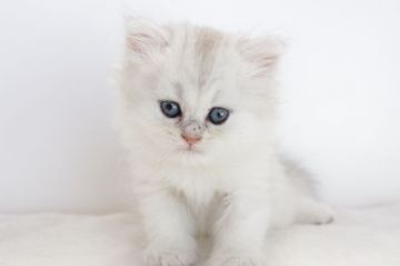 ペルシャ【愛知県・女の子・2017年9月20日・チンチラシルバー】の写真「11月12日（日）までの期間限定募集♪」