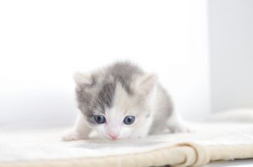 マンチカン【愛知県・女の子・2017年11月29日・ダイリュートキャリコ（短毛）】の写真「長足♪1月21日（日）までの期間限定募集♪」