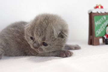 ブリティッシュショートヘア【愛知県・女の子・2018年11月30日・ブルー】の写真「１月２7日（日）までの期間限定募集♪」