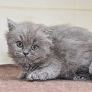 ブリティッシュショートヘア【愛知県・女の子・2023年5月2日・ブルー】の写真「まん丸顔で理想的な、ブルーちゃん♪」