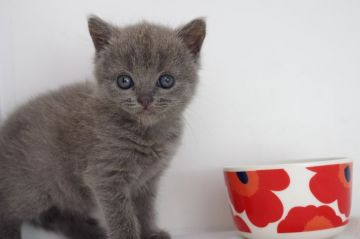 ブリティッシュショートヘア【愛知県・女の子・2018年9月24日・ブルー】の写真「１１月２５日（日）までの期間限定募集♪」