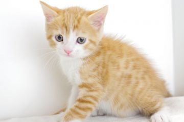 マンチカン【愛知県・男の子・2017年10月7日・レッドタビーホワイト（長毛）】の写真「長足です♪1１月26日（日）までの期間限定募集♪」