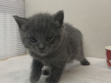 ブリティッシュショートヘア【愛知県・男の子・2019年2月20日・ブルータビ】の写真「4月28日（日）までの期間限定募集♪」