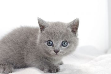 ブリティッシュショートヘア【愛知県・女の子・2018年5月27日・ブルー（短毛）】の写真「7月29日（日）までの期間限定募集♪」