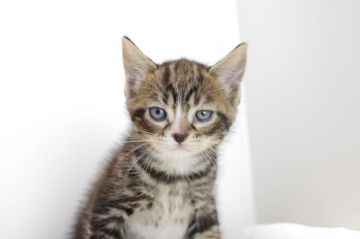 マンチカン【愛知県・男の子・2017年10月7日・ブラウンタビーホワイト（長毛）】の写真「長足です♪1１月26日（日）までの期間限定募集♪」