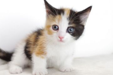 ミヌエット【愛知県・女の子・2017年8月8日・キャリコ（長毛）】の写真「短足です♪10月1日（日）までの期間限定募集♪」