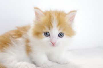 マンチカン【愛知県・女の子・2017年5月11日・レッドタビーホワイト（長毛）】の写真「短足です♪7月2日（日）までの期間限定募集♪」