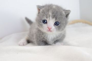 マンチカン【愛知県・女の子・2017年5月23日・ブルークリームホワイト（短毛）】の写真「短足です♪7月上旬までの期間限定募集♪」