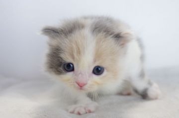 ミヌエット【愛知県・女の子・2017年7月1日・ダイリュートキャリコ（長毛）】の写真「長足です♪8月20日（日）までの期間限定募集♪」