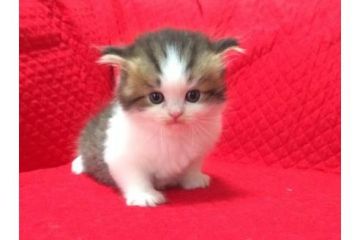 マンチカン【愛知県・男の子・2017年3月25日・ブラウンマッカレルタビーホワイト】の写真「可愛い短足のマンチカンです♪」