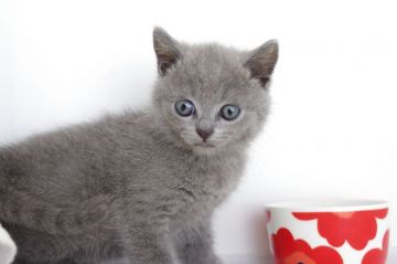 ブリティッシュショートヘア【愛知県・女の子・2018年5月27日・ブルー（短毛）】の写真「7月29日（日）までの期間限定募集♪」