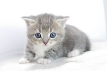 マンチカン【愛知県・女の子・2017年12月11日・ブルータビークリームホワイト（短毛）】の写真「短足♪1月28日（日）までの期間限定募集♪」