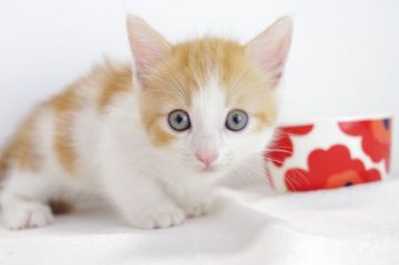 マンチカン(短足)【愛知県・男の子・2018年8月18日・レッド&ホワイト】の写真「短足♪１０月２１日（日）までの期間限定募集♪」