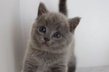 ブリティッシュショートヘア【愛知県・男の子・2018年9月24日・ブルー】の写真「１１月２５日（日）までの期間限定募集♪」