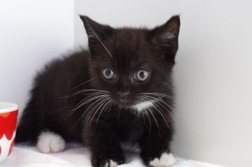 マンチカン(短足)【愛知県・男の子・2018年7月29日・ブラック&ホワイト（短毛）】の写真「短足♪９月３０日（日）までの期間限定募集♪」