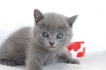 ブリティッシュショートヘア【愛知県・女の子・2018年5月27日・ブルー（短毛）】の写真「7月29日（日）までの期間限定募集♪」