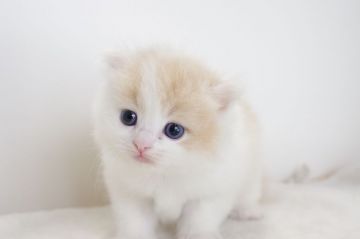 マンチカン【愛知県・男の子・2017年4月24日・レッドタビーホワイト】の写真「長足です♪6月中旬までの期間限定募集♪」