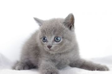 ブリティッシュショートヘア【愛知県・男の子・2018年5月27日・ブルー（短毛）】の写真「7月29日（日）までの期間限定募集♪」