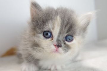 マンチカン【愛知県・女の子・2017年10月26日・ダイリュートキャリコ（長毛）】の写真「短足♪12月１７日（日）までの期間限定募集♪」