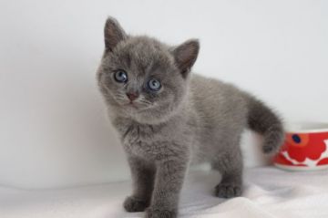 ブリティッシュショートヘア【愛知県・男の子・2018年9月24日・ブルー】の写真「１１月２５日（日）までの期間限定募集♪」