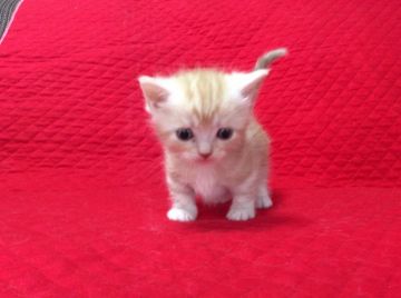 マンチカン【愛知県・男の子・2017年1月31日・レッドタビー（短毛）】の写真「とっても人懐こい子です。」