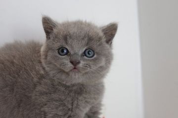 ブリティッシュショートヘア【愛知県・女の子・2018年9月24日・ブルー】の写真「１１月２５日（日）までの期間限定募集♪」