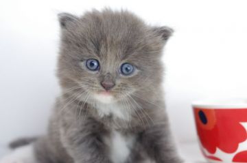 マンチカン(長足)【愛知県・男の子・2018年9月6日・ブルータビー&ホワイト】の写真「長足♪１１月４日（日）までの期間限定募集♪」