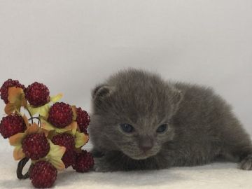 ブリティッシュショートヘア【愛知県・女の子・2019年2月20日・ブルータビ】の写真「4月28日（日）までの期間限定募集♪」