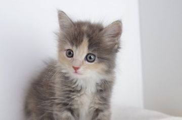 マンチカン【愛知県・女の子・2017年6月10日・ダイリュートキャリコ（短毛）】の写真「長足です♪7月30日（日）までの期間限定募集♪」