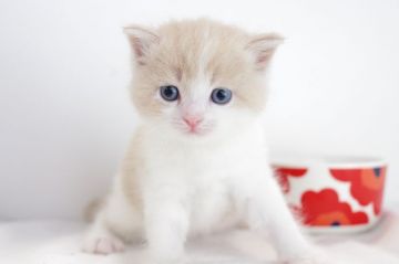 マンチカン(長足)【愛知県・女の子・2018年8月22日・クリーム&ホワイト（短毛）】の写真「長足♪１０月２１日（日）までの期間限定募集♪」