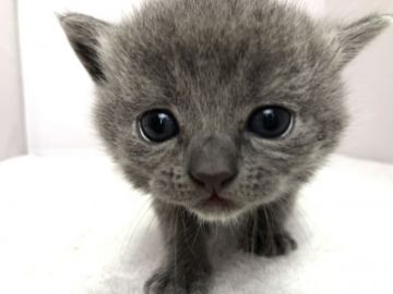 ブリティッシュショートヘア【愛知県・女の子・2019年2月20日・ブルータビ】の写真「4月28日（日）までの期間限定募集♪」