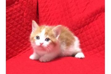 マンチカン【愛知県・男の子・2017年3月27日・レッドホワイト】の写真「可愛い短足のマンチカンです♪」
