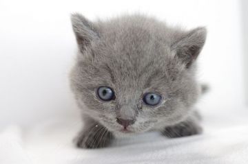 ブリティッシュショートヘア【愛知県・男の子・2018年2月1日・ブルー（短毛）】の写真「3月25日（日）までの期間限定募集！」