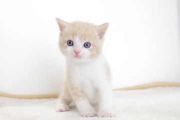 マンチカン【愛知県・男の子・2017年4月29日・クリームタビーホワイト】の写真「長足です♪6月18日（日）までの期間限定募集♪」