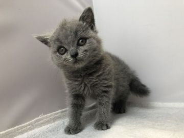 ブリティッシュショートヘア【愛知県・女の子・2018年11月30日・ブルー】の写真「2月3日（日）までの期間限定募集♪」