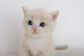 マンチカン【愛知県・女の子・2017年6月12日・クリームタビーホワイト（短毛）】の写真「長足です♪7月30日（日）までの期間限定募集♪」