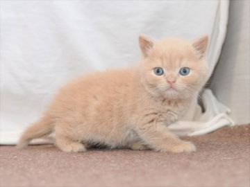 ブリティッシュショートヘア【愛知県・女の子・2020年1月2日・クリーム】の写真「3月1日（日）までの期間限定募集♪」