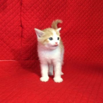 マンチカン【愛知県・男の子・2017年1月20日・レッドタビーホワイト（短毛）】の写真「とっても人懐こい子です。」
