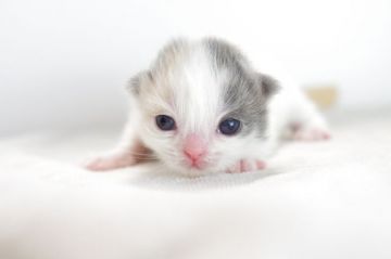 マンチカン【愛知県・女の子・2017年11月19日・ダイリュートキャリコ（長毛）】の写真「長足♪1月7日（日）までの期間限定募集♪」