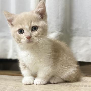 マンチカン(短足)【愛知県・男の子・2022年9月16日・クリームタビ&ホワイト（短毛）】の写真「優しいカラーの男の子♬」