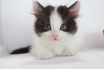 マンチカン(短足)【愛知県・男の子・2018年8月18日・ブラック&ホワイト】の写真「短足♪１０月２１日（日）までの期間限定募集♪」