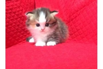 マンチカン【愛知県・男の子・2017年3月25日・ブラウンマッカレルタビーホワイト】の写真「可愛い短足のマンチカンです♪」