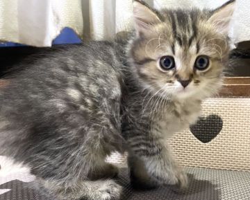 ペルシャ【愛知県・男の子・2021年5月15日・チンチラゴールデン】の写真「7月1８日(日)までの期間限定募集！」