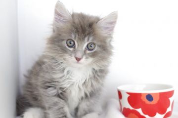 マンチカン(長足)【愛知県・男の子・2018年7月13日・ブルーホワイト（長毛）】の写真「長足♪９月１６日（日）までの期間限定募集♪」