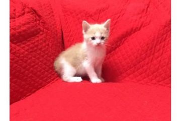 マンチカン【愛知県・男の子・2017年3月27日・クリームホワイト】の写真「可愛い長足のマンチカンです♪」
