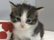 ミヌエット【愛知県・男の子・2019年7月20日・ブラウンマッカレルタビ&ホワイト】の写真1「8月14日撮影」